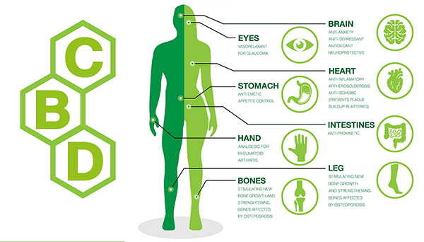 Effects of CBD oil on thyroid disorders